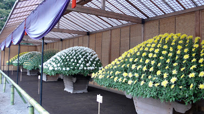 Chrysanthemums in Shinjuku,Tokyo, Japan. 5 enormous plants with hundreds of flowers. Ozukuri style