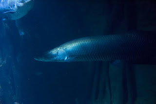 gambar ikan arapaima