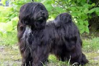 Terrier Tibetano