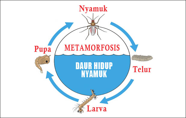 Metamorfosis Nyamuk : Urutan Proses, Tahapan, dan Gambarnya