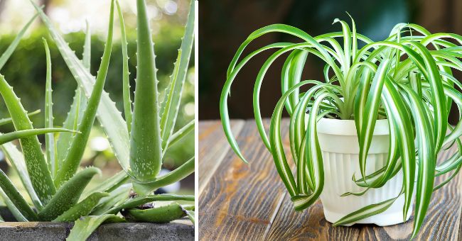 The Best Plants To Purify And Decorate Your Home