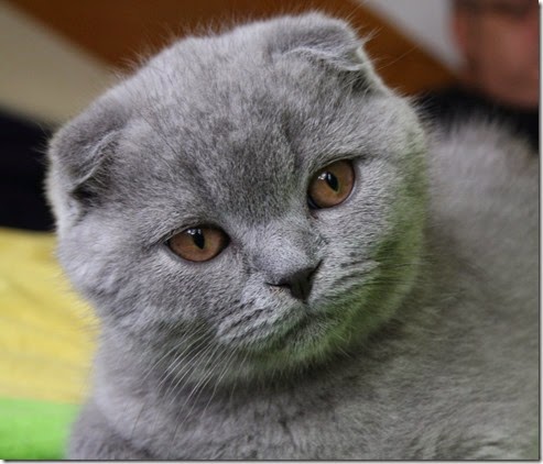 the_scottish_fold_4