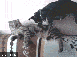 Obligatory animated cat gif
