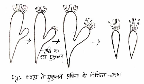 mukulan-kya-hai-in-hindi
