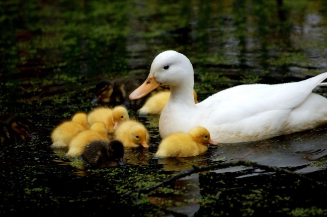 Gambar Bebek Lucu Terbaru