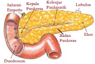  organ aksesoris di sistem pencernaan dengan dua fungsi utama yakni menghasilkan enzim pen Pengertian Pankreas, Fungsi, & Strukturnya