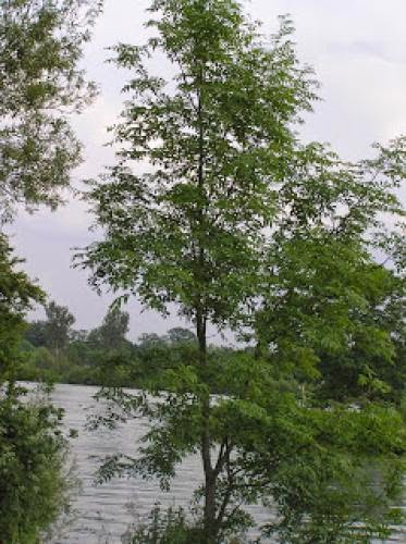Celtic Tree Month Of Ash