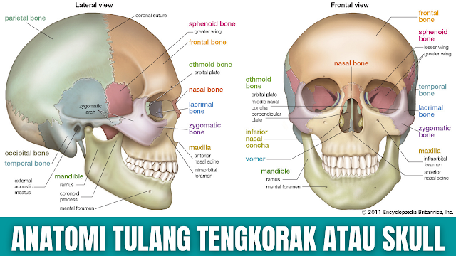 Anatomi Tulang Tengkorak atau Skull Manusia Tengkorak atau Skull adalah struktur tulang yang menopang wajah dan membentuk rongga pelindung otak. Ini terdiri dari banyak tulang, yang dibentuk oleh osifikasi intramembran, dan bergabung dengan jahitan atau sutures (sendi fibrosa).  Tulang tengkorak dapat dianggap sebagai dua kelompok: tulang tengkorak atau cranium (yang terdiri dari atap tengkorak dan dasar tengkorak) dan tulang wajah.  Anatomi Cranium Cranium atau juga dikenal sebagai neurokranium dibentuk oleh aspek superior dari tengkorak atau skull. Ini membungkus dan melindungi otak, meninges, dan pembuluh darah otak.  Secara anatomis, tempurung kepala atau cranium dapat dibagi lagi menjadi atap dan alas :  Atap Tengkorak atau Craniel Roof Terdiri dari tulang frontal, oksipital dan dua tulang parietal. Ia juga dikenal sebagai calvarium. Basis Kranial atau Craniel Base Terdiri dari enam tulang: frontal, sphenoid, ethmoid, oksipital, parietal dan temporal. Tulang-tulang ini berartikulasi dengan vertebra serviks pertama (atlas), tulang wajah, dan rahang bawah atau mandibula (rahang).    Anatomi Wajah Kerangka wajah atau facial skeleton atau juga dikenal sebagai viscerokranium menopang jaringan lunak wajah.  Ini terdiri dari 14 tulang, yang menyatu untuk menampung orbit mata, rongga hidung dan mulut atau nasal dan oral cavities, dan sinus. Tulang frontal, biasanya tulang calvaria, terkadang dimasukkan sebagai bagian dari kerangka wajah.  Tulang wajah adalah :  Zygomatic (2) Membentuk tulang pipi wajah dan berartikulasi dengan tulang frontal, sphenoid, temporal, dan rahang atas. Lacrimal (2) Tulang terkecil di wajah. Mereka merupakan bagian dari dinding medial orbit. Hidung atau Nasal (2) Dua tulang ramping yang terletak di pangkal hidung. Conchae nasal inferior (2) Terletak di dalam rongga hidung, tulang-tulang ini meningkatkan luas permukaan rongga hidung, sehingga meningkatkan jumlah udara inspirasi yang dapat bersentuhan dengan dinding rongga. Palatine (2) Terletak di bagian belakang rongga mulut dan merupakan bagian dari palatum durum. Maxilla (2) Terdiri dari bagian rahang atas dan langit-langit keras. Vomer Membentuk aspek posterior septum hidung. Mandibula (rahang) Berartikulasi dengan dasar tengkorak pada sendi temporomandibular (TMJ).    Anatomi Jahitan Tengkorak atau Sutures Skull Jahitan atau Sutures adalah jenis sambungan fibrosa yang unik pada tengkorak atau skull. Mereka tidak bisa bergerak dan menyatu sepenuhnya sekitar usia 20 tahun.  Sendi ini penting dalam konteks trauma, karena mewakili titik kelemahan potensial (potential weakness) pada tengkorak atau skull. Jahitan atau sutures utama pada tengkorak orang dewasa adalah :  Suture Koronal Menyatukan tulang frontal dengan dua tulang parietal. Suture Sagital Menyatukan kedua tulang parietal satu sama lain. Suture Lambdoid Menyatukan tulang oksipital ke dua tulang parietal.  Pada neonatus, sambungan jahitan yang tidak sepenuhnya menyatu menimbulkan celah membran antara tulang, yang dikenal sebagai fontanel. Dua fontanel utama adalah :  Fontanel Frontal Terletak di persimpangan jahitan atau sutures koronal dan sagital Fontanel Oksipital Terletak di persimpangan jahitan atau sutures sagital dan lambdoid    Nah itu dia bahasa dari anatomi tulang tengkorak atau skull manusia. Melalui bahasan diatas bisa diketahui mengenai anatomi dari tulang tengkorak atau skull pada manusia. Mungkin hanya itu yang bisa disampaikan di dalam artikel ini, mohon maaf bila terjadi kesalahan di dalam penulisan, dan terimakasih telah membaca artikel ini."God Bless and Protect Us"  Referensi : teachmeanatomy.info