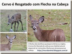 cervo-flecha
