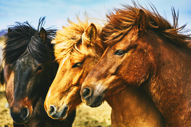 a24.1_4_Façons_De_Trouver_Un_Cheval_A_Acheter_DailyPetBlog