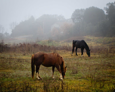 Caballos en el campo de P