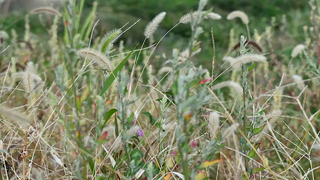 Foxtails