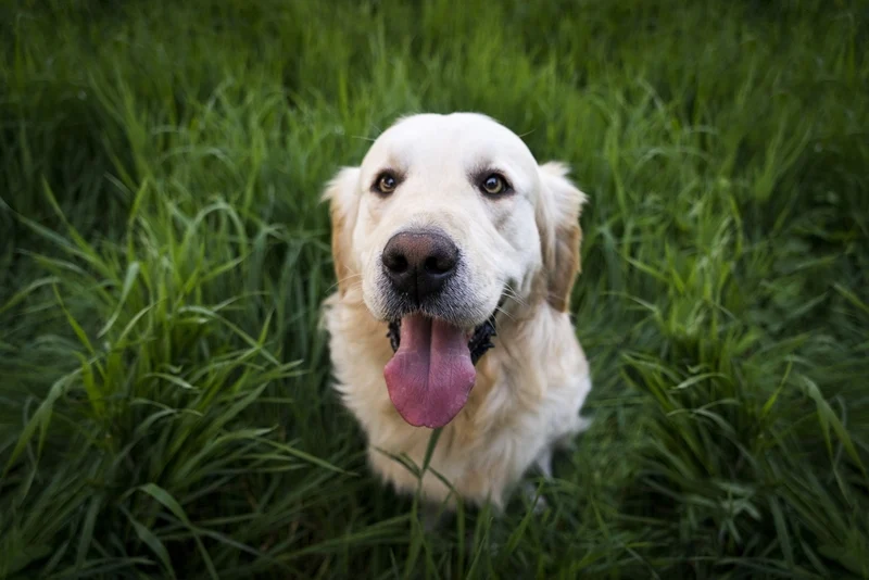 Türkiye'nin yüzde 6'sı köpek sahibi