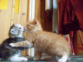 funny cat pictures, kissing kittens
