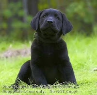 labrador puppy training tips