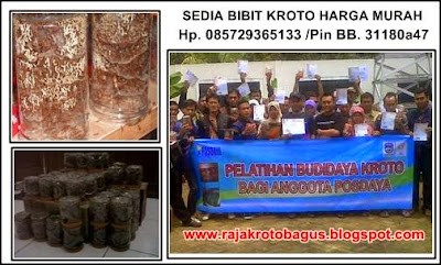 cara budidaya kroto jogja