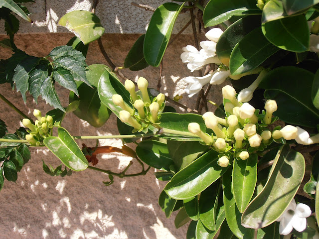 JAZMÍN-DE-MADAGASCAR-Stephanotis-floribunda