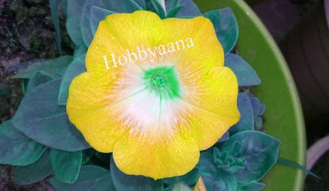 Petunia Plant Care in Pots in Hindi