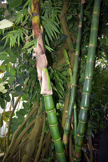 Bamboo Cane At Kew Gardens.