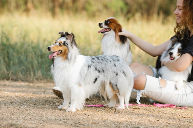 Shetland sheepdog - The sixth most brilliant dog breed in the world