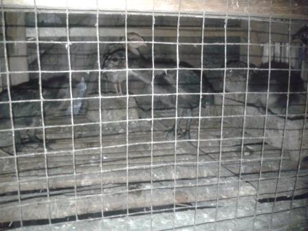 Pemisahan Anak Ayam Buras Dalam Kotak Indukan