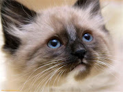My Top 10 Cutest Cat Pictures