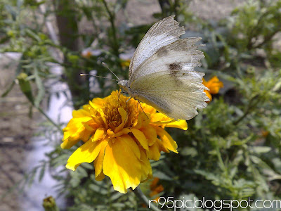 sweet nectar lures the butterfly,dancing butterfly,butterfly in flower,flowers and butterfly,butterfly,flowers,n95 pictures,n95 mobile,butterfly picture for mobile