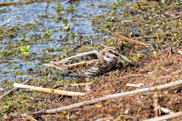 Jack snipe