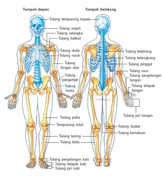 Rangkuman Contoh Soal dan Pembahasan Sistem Gerak Manusia 