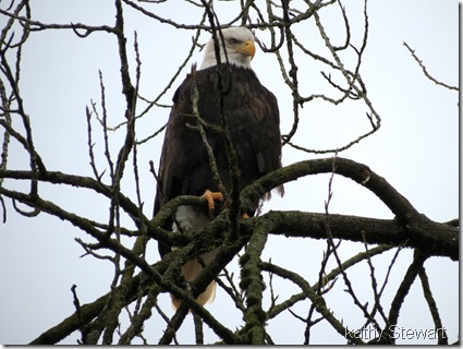 Bald Eagle