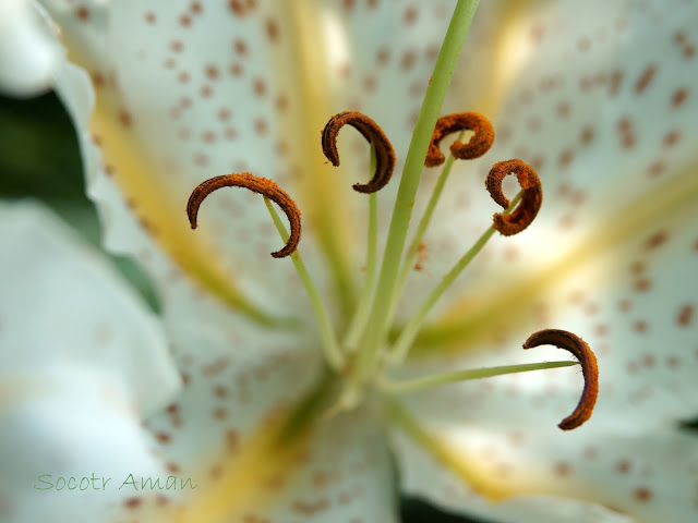 Lilium auratum