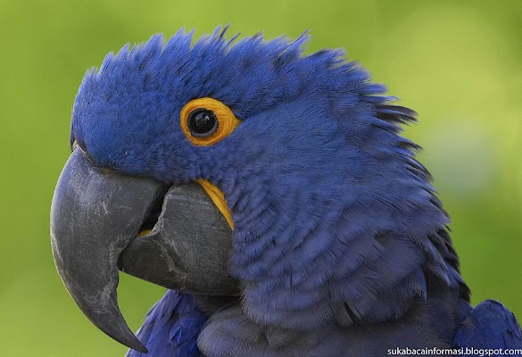 Burung Beo Biru - Populer Download Gambar Burung Macaw | Goodgambar / Hal ini memang bukan hal yang baru terutama untuk …