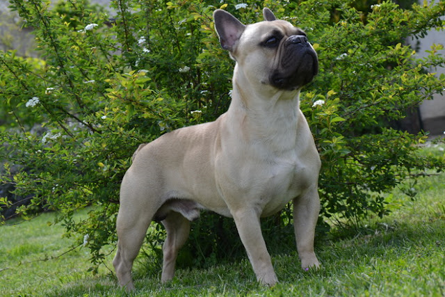 french bulldog facts