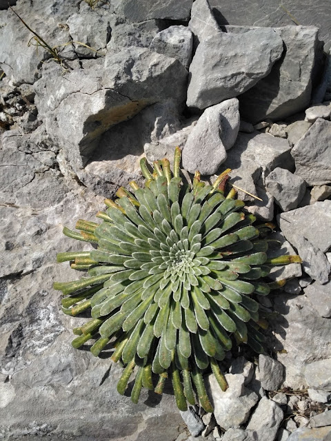 Saxifrage des Pyrénées