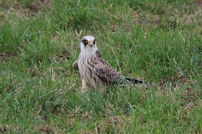 Roodpootvalk - Readpoatfalk - Falco vespertinus