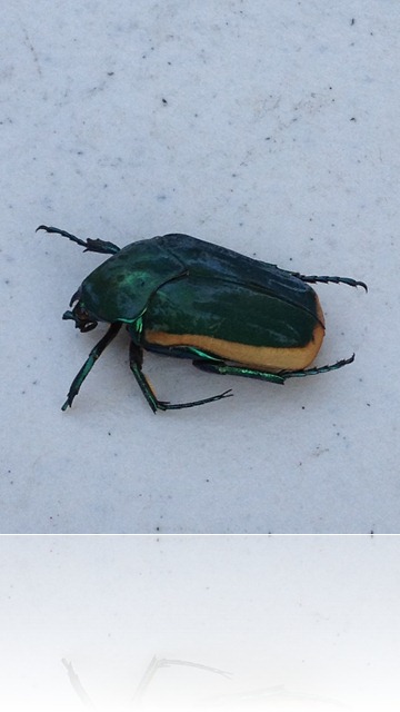 Beetle