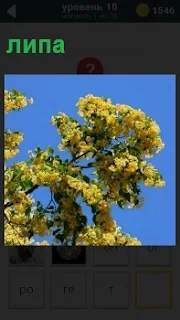Весеннее цветение липы с яркими желтыми цветами на ветках под голубым небом без облаков