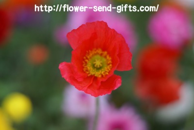 Papaveraceae-DSC08345