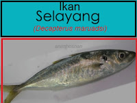 IKAN SELAYANG DAN HARGANYA