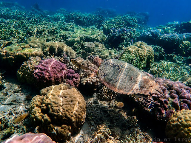 Siete Pecados-Coron-Philippines 