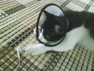 Kutu Telinga Kucing (ear mites)  My Dearcats DC