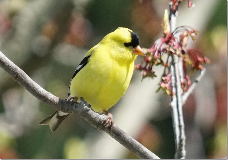 lopez goldfinch 042017 00015