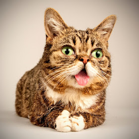 foto lil bub, kucing yang suka menjulurkan lidah 01