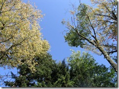 Blue skies reign