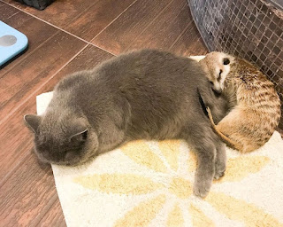 Gato y suricata son mejores amigos y les encanta acurrucarse el uno con el otro