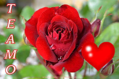 Imágenes románticas de rosas con frase TE AMO