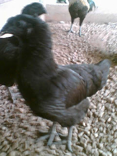 ciri ayam cemani