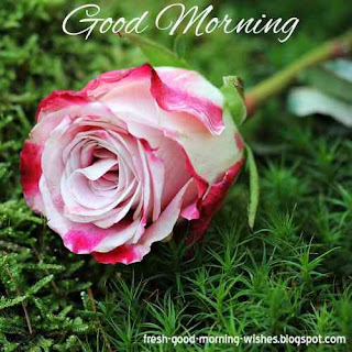 good morning flower gif