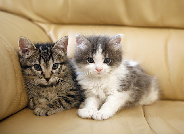 Cute Kittens