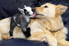 Funny animals of the week - 3 January 2014 (40 pics), dog licks baby goat